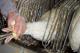 Foie Gras Producers Go To Court Against Ban